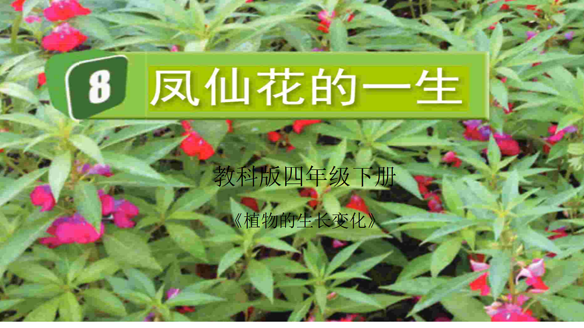 教科版四年级下册科学1.8《凤仙花的一生》课件（26张）第1页