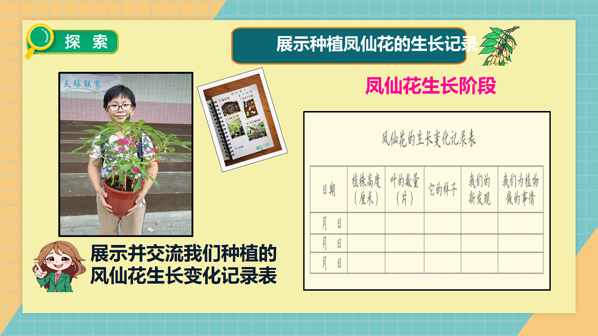 教科版四年级下册科学1.8《凤仙花的一生》课件（26张）第3页