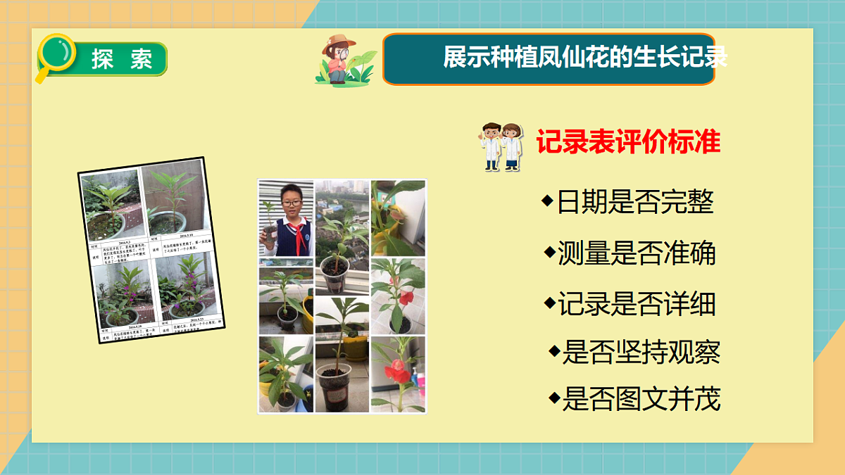 教科版四年级下册科学1.8《凤仙花的一生》课件（26张）第4页