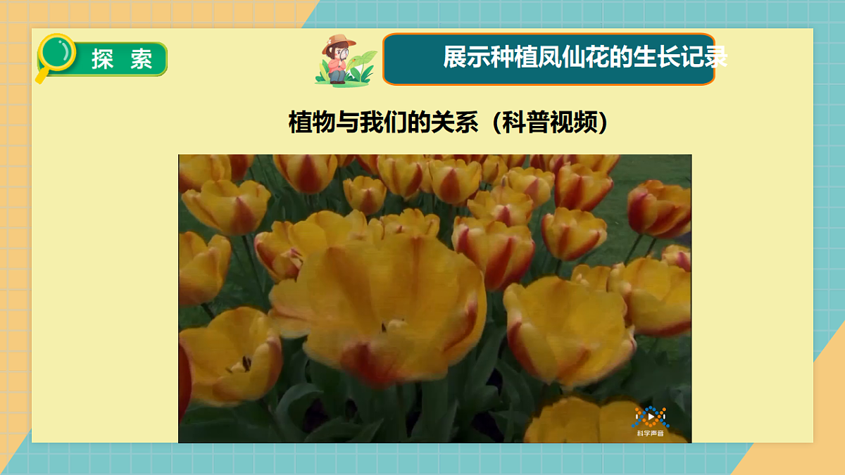 教科版四年级下册科学1.8《凤仙花的一生》课件（26张）第5页