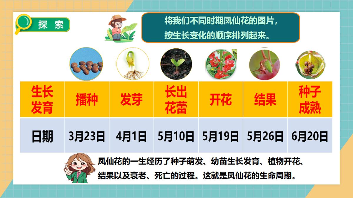 教科版四年级下册科学1.8《凤仙花的一生》课件（26张）第6页