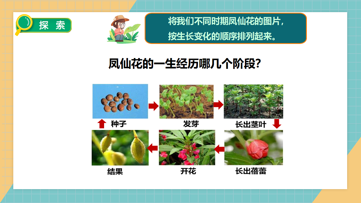 教科版四年级下册科学1.8《凤仙花的一生》课件（26张）第7页