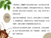 第五单元 第3讲：探秘昆虫世界-《灰蝗虫》至《象态橡栗象》（课件）-2025-2026学年八年级语文下册 名著 整本书阅读《昆虫记》（统编版2024）