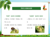 第五单元 专题课02：昆虫的“反面形象”（课件）-2025-2026学年八年级语文下册 名著 整本书阅读《昆虫记》（统编版2024）