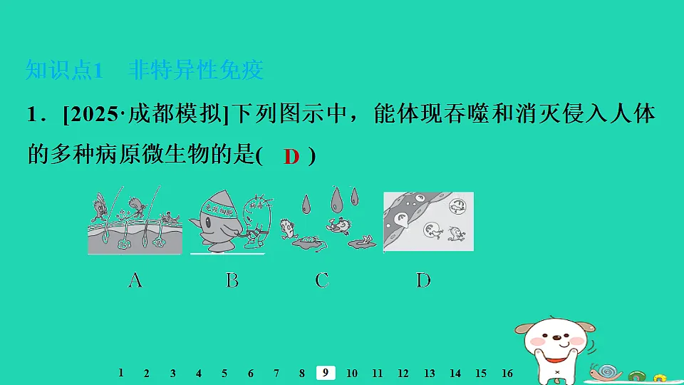 2025八年级生物上册第四单元疾病预防与人体降第一章传染病与免疫第三节免疫习题课件冀少版（含答案）第3页