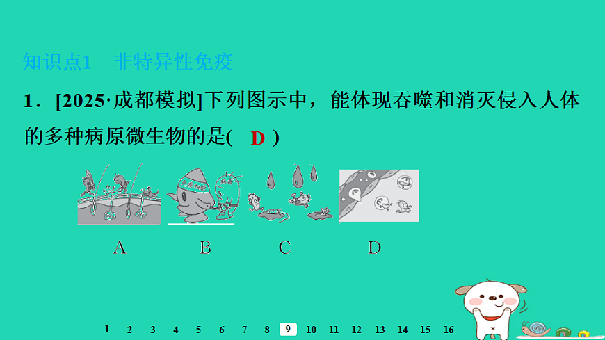 2025八年级生物上册第四单元疾病预防与人体降第一章传染病与免疫第三节免疫习题课件冀少版（含答案）第3页