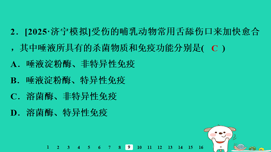 2025八年级生物上册第四单元疾病预防与人体降第一章传染病与免疫第三节免疫习题课件冀少版（含答案）第4页