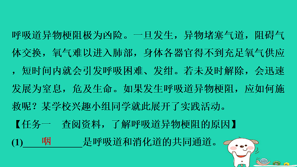 2025八年级生物上册第四单元第二章生活习惯与降实践活动模拟呼吸道异物梗阻急救习题课件冀少版（含答案）第2页