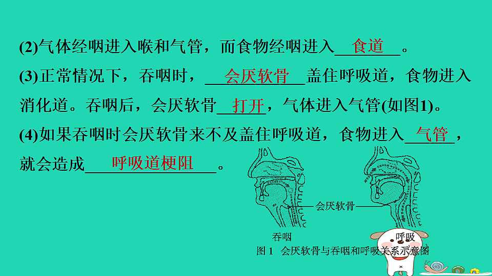2025八年级生物上册第四单元第二章生活习惯与降实践活动模拟呼吸道异物梗阻急救习题课件冀少版（含答案）第3页