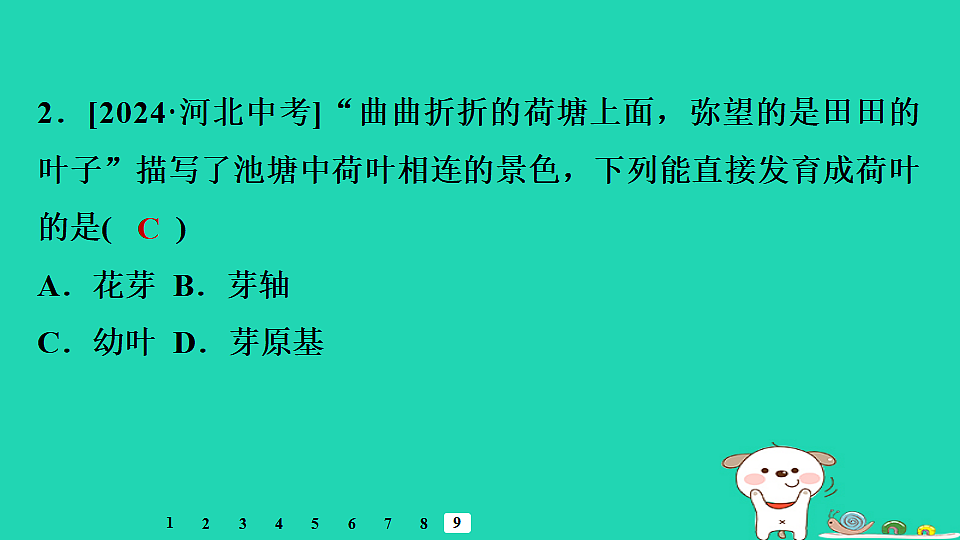 2025八年级生物上册第五单元植物的生活第一章绿色开花植物的一生第三节芽的发育习题课件冀少版（含答案）第4页