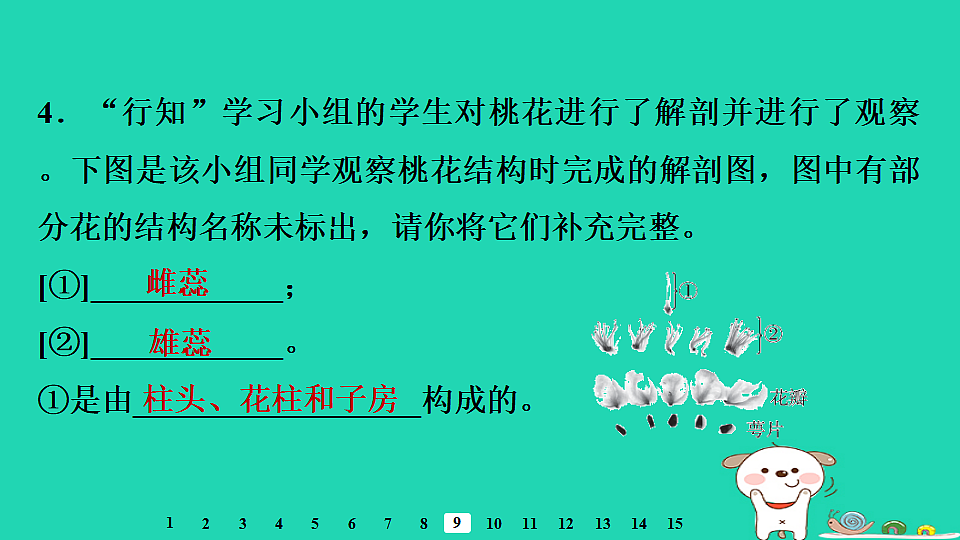 2025八年级生物上册第五单元植物的生活第一章绿色开花植物的一生第四节开花结果习题课件冀少版（含答案）第6页