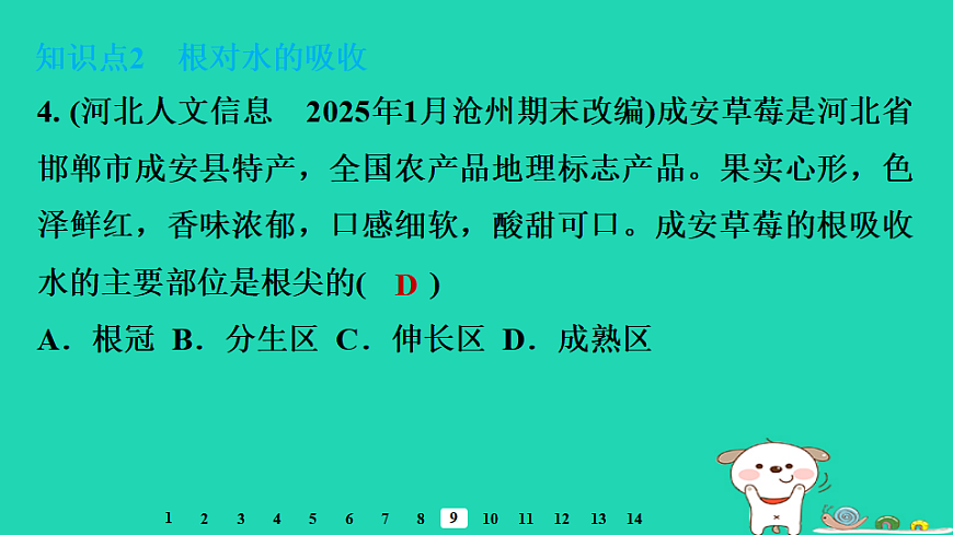 2025八年级生物上册第五单元植物的生活第二章植物与生物圈中的水循环第一节根对水的吸收习题课件冀少版（含答案）第6页