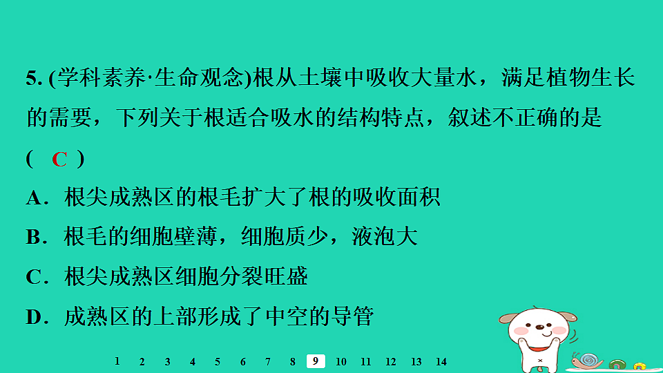 2025八年级生物上册第五单元植物的生活第二章植物与生物圈中的水循环第一节根对水的吸收习题课件冀少版（含答案）第7页