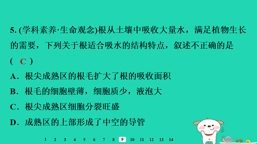 2025八年级生物上册第五单元植物的生活第二章植物与生物圈中的水循环第一节根对水的吸收习题课件冀少版（含答案）第7页