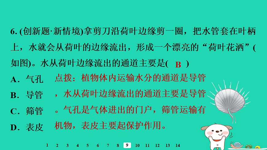 2025八年级生物上册第五单元植物的生活第二章植物与生物圈中的水循环第一节根对水的吸收习题课件冀少版（含答案）第8页