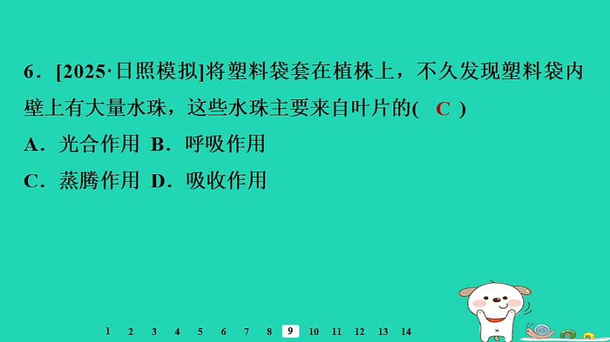 2025八年级生物上册第五单元第二章第二节蒸腾作用与水的散失习题课件冀少版（含答案）第8页