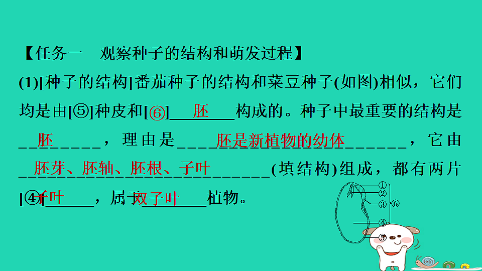 2025八年级生物上册第五单元植物的生活第三章植物与生物圈的碳氧平衡单元复习习题课件冀少版（含答案）第4页
