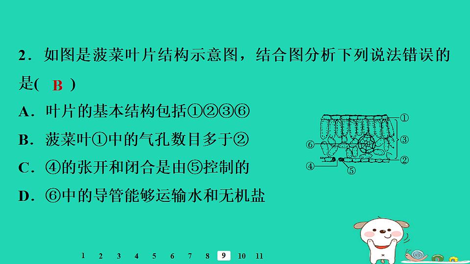 2025八年级生物上册第五单元植物的生活第三章植物与生物圈的碳氧平衡章末整合复习习题课件冀少版（含答案）第4页
