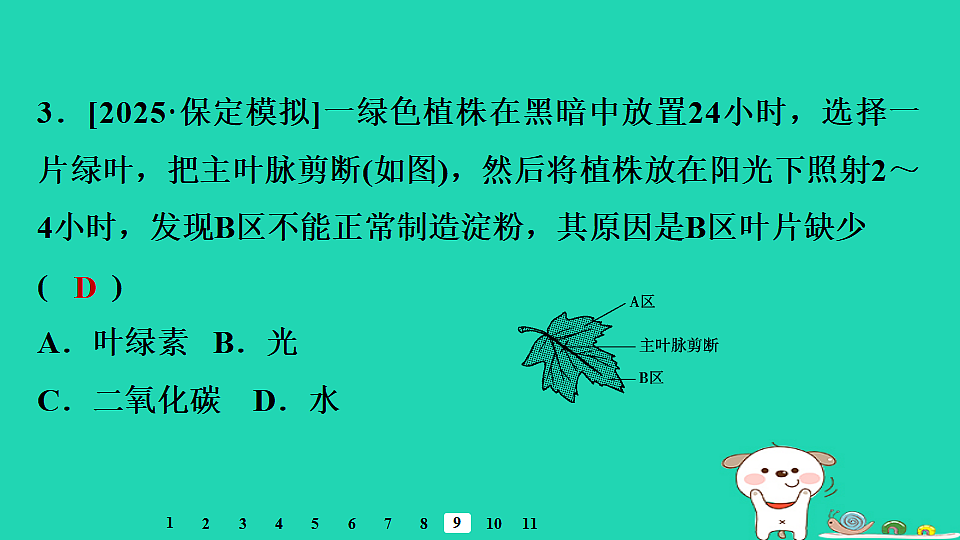 2025八年级生物上册第五单元植物的生活第三章植物与生物圈的碳氧平衡章末整合复习习题课件冀少版（含答案）第5页