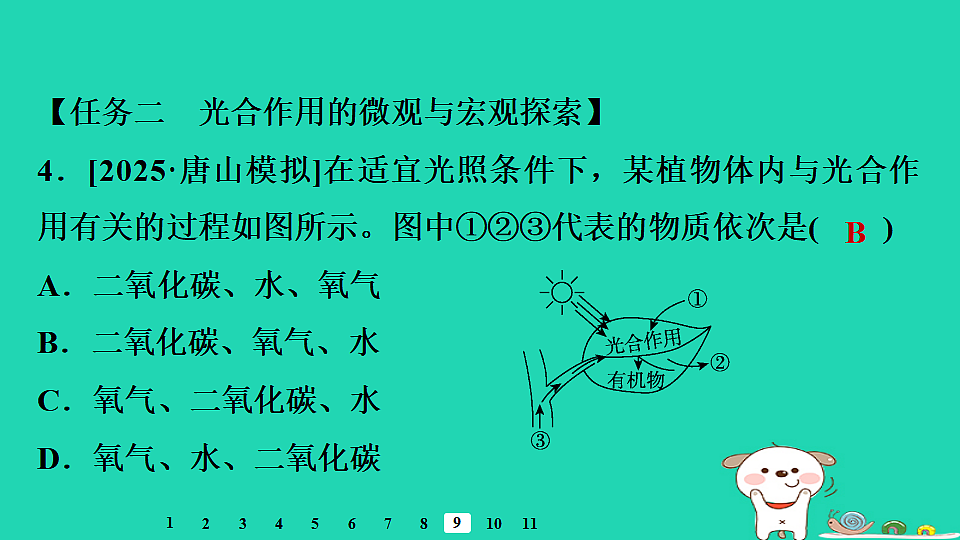 2025八年级生物上册第五单元植物的生活第三章植物与生物圈的碳氧平衡章末整合复习习题课件冀少版（含答案）第6页