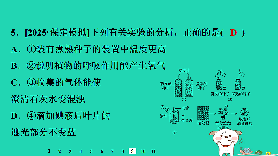 2025八年级生物上册第五单元植物的生活第三章植物与生物圈的碳氧平衡章末整合复习习题课件冀少版（含答案）第7页