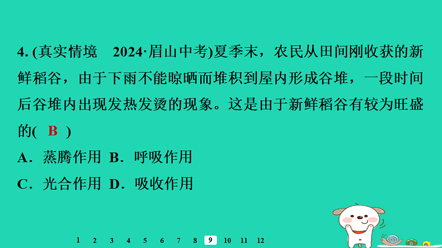 2025八年级生物上册第五单元植物的生活第三章植物与生物圈的碳氧平衡第二节呼吸作用习题课件冀少版（含答案）第6页