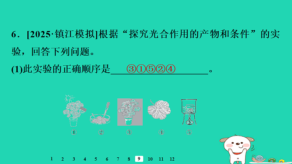 2025八年级生物上册第五单元第三章第一节光合作用一光合作用的产物和条件习题课件冀少版（含答案）第8页