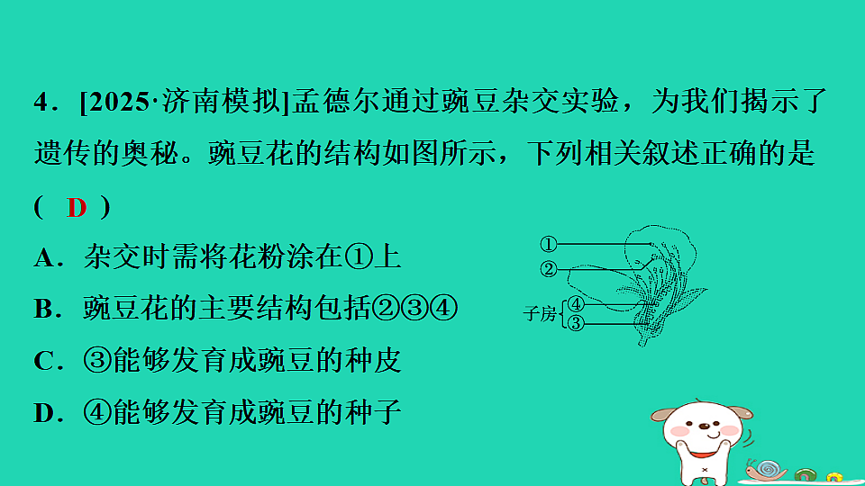 2025八年级生物上册期末专项突破1识图分析课件冀少版（含答案）第5页