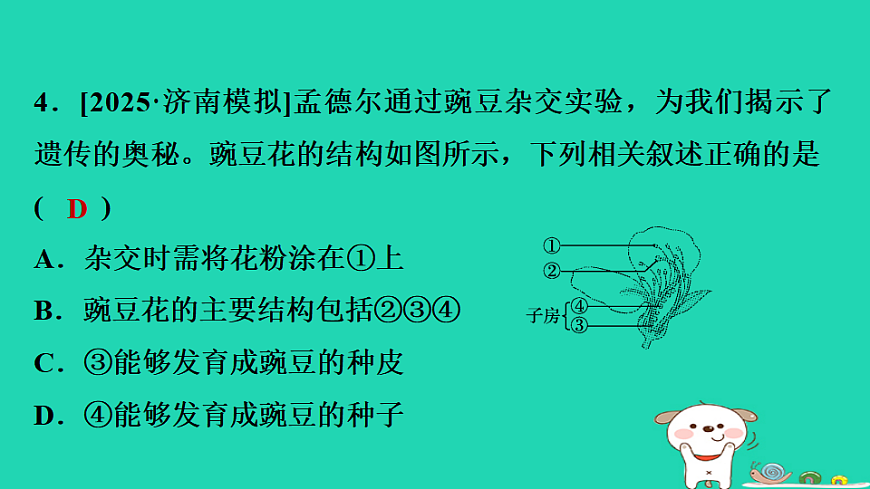 2025八年级生物上册期末专项突破1识图分析课件冀少版（含答案）第5页