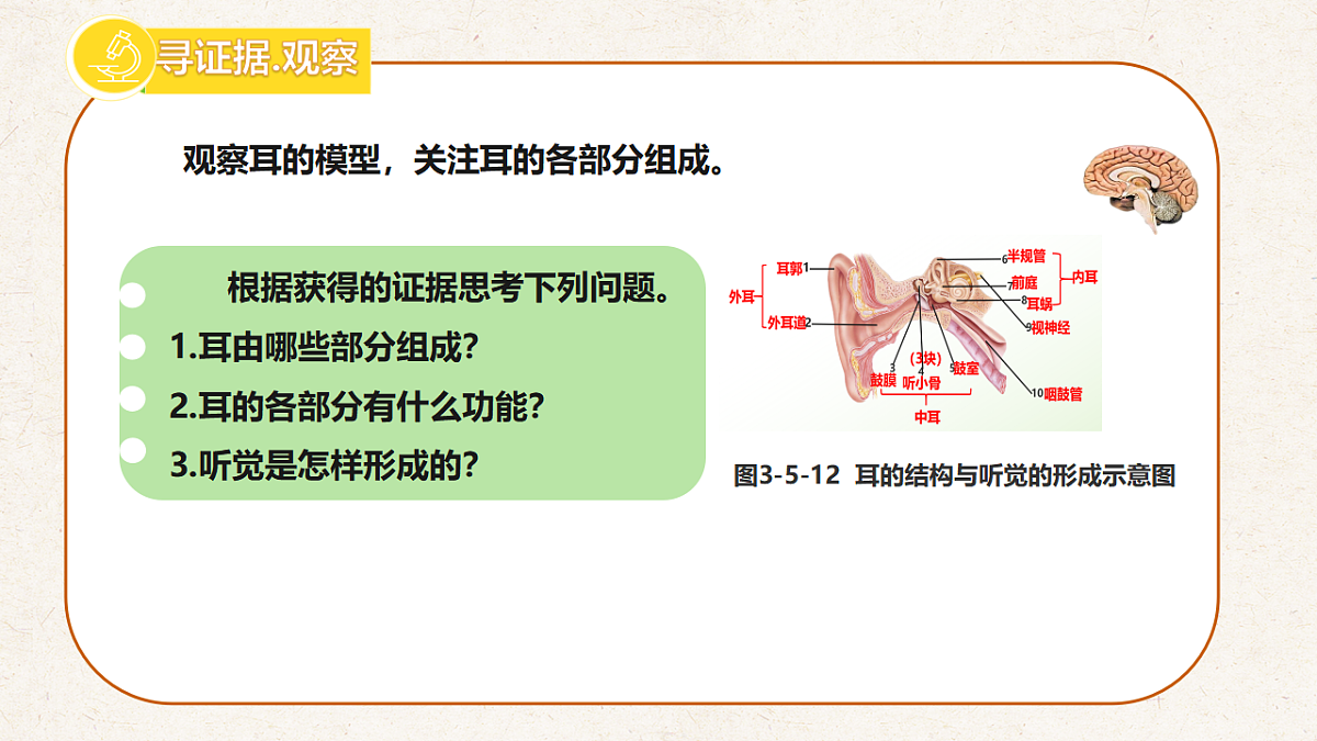 冀少版七年级生物下册教学课件《5.3.2  感觉的形成（二、听觉）》第3页