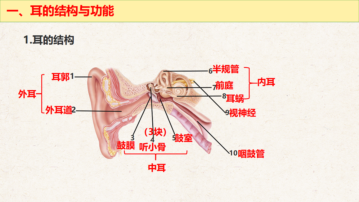 冀少版七年级生物下册教学课件《5.3.2  感觉的形成（二、听觉）》第4页