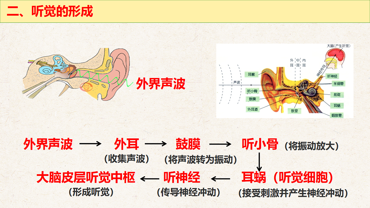 冀少版七年级生物下册教学课件《5.3.2  感觉的形成（二、听觉）》第6页