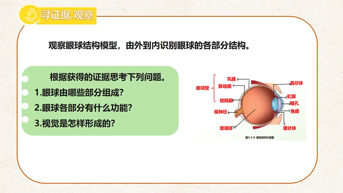 冀少版七年级生物下册教学课件《5.3.1 感觉的形成（一、视觉）》第3页