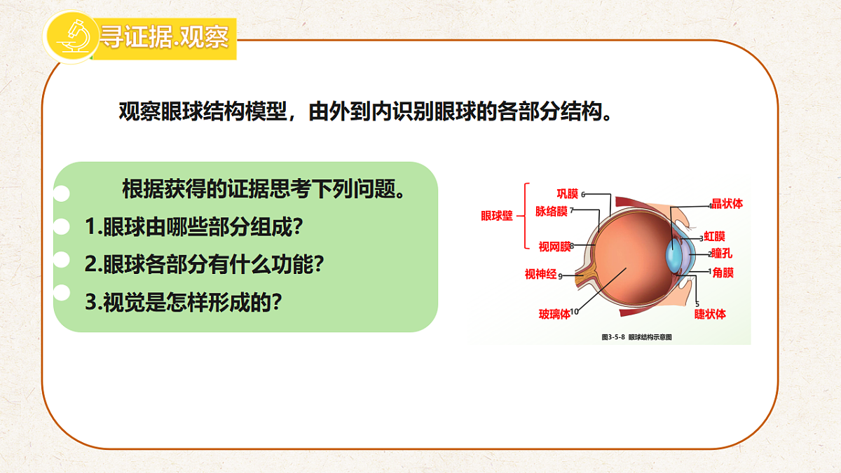 冀少版七年级生物下册教学课件《5.3.1  感觉的形成（一、视觉）》第3页