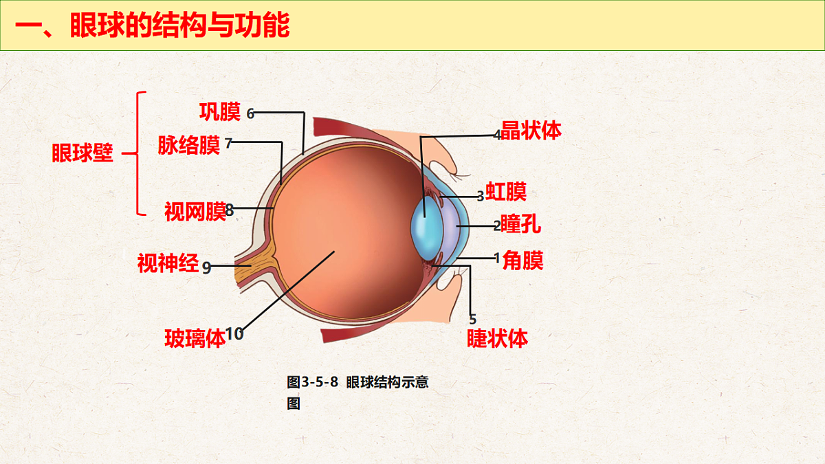 冀少版七年级生物下册教学课件《5.3.1  感觉的形成（一、视觉）》第5页