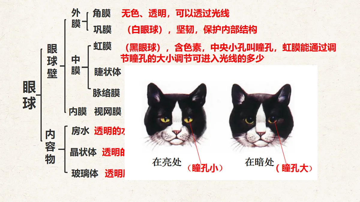 冀少版七年级生物下册教学课件《5.3.1 感觉的形成（一、视觉）》第6页