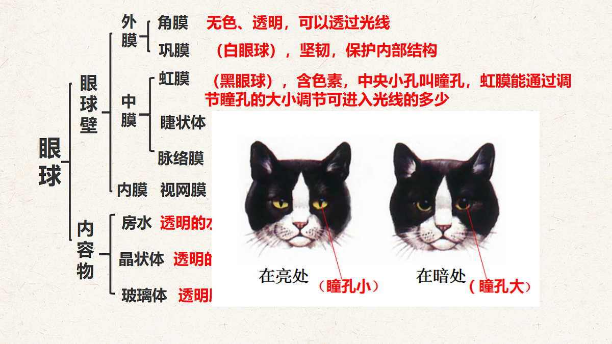冀少版七年级生物下册教学课件《5.3.1  感觉的形成（一、视觉）》第6页
