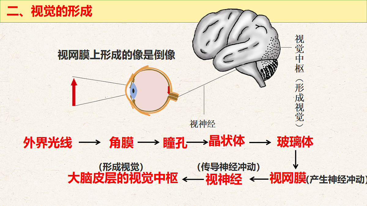 冀少版七年级生物下册教学课件《5.3.1  感觉的形成（一、视觉）》第8页