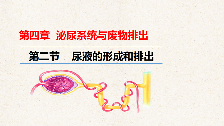 冀少版七年级生物下册教学课件《4.2 尿液的形成和排出》第1页