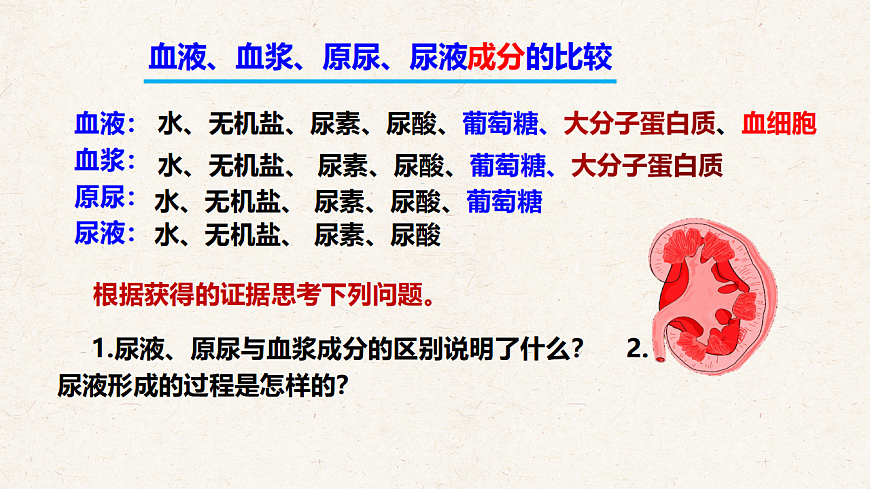 冀少版七年级生物下册教学课件《4.2 尿液的形成和排出》第4页