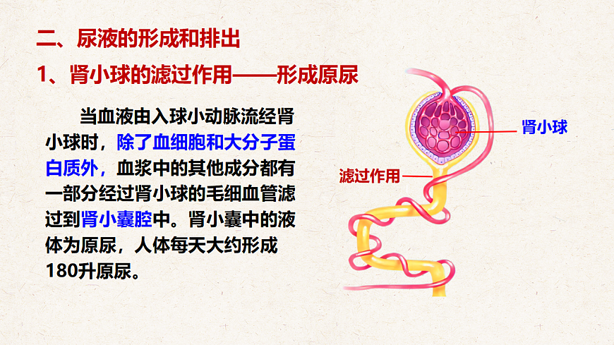 冀少版七年级生物下册教学课件《4.2 尿液的形成和排出》第6页