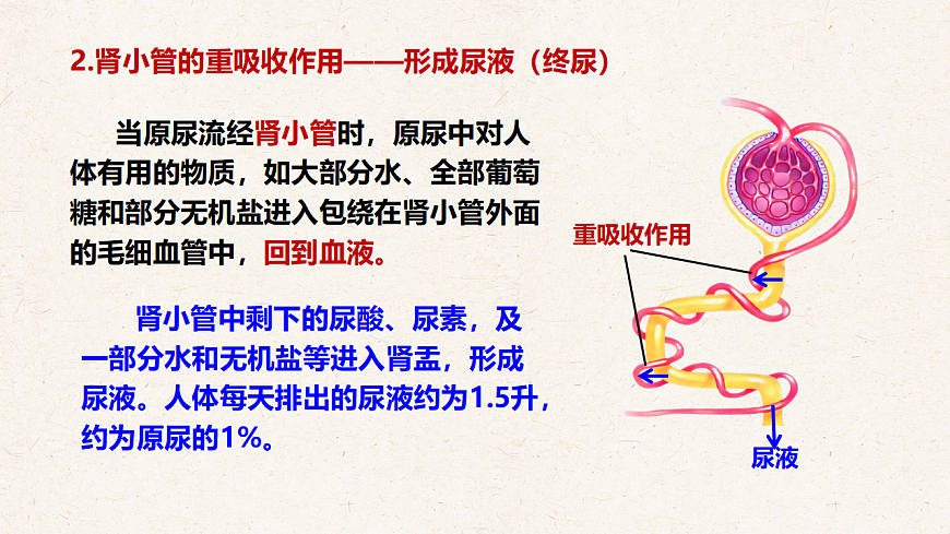 冀少版七年级生物下册教学课件《4.2 尿液的形成和排出》第7页