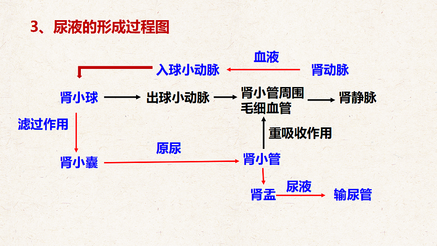 冀少版七年级生物下册教学课件《4.2 尿液的形成和排出》第8页