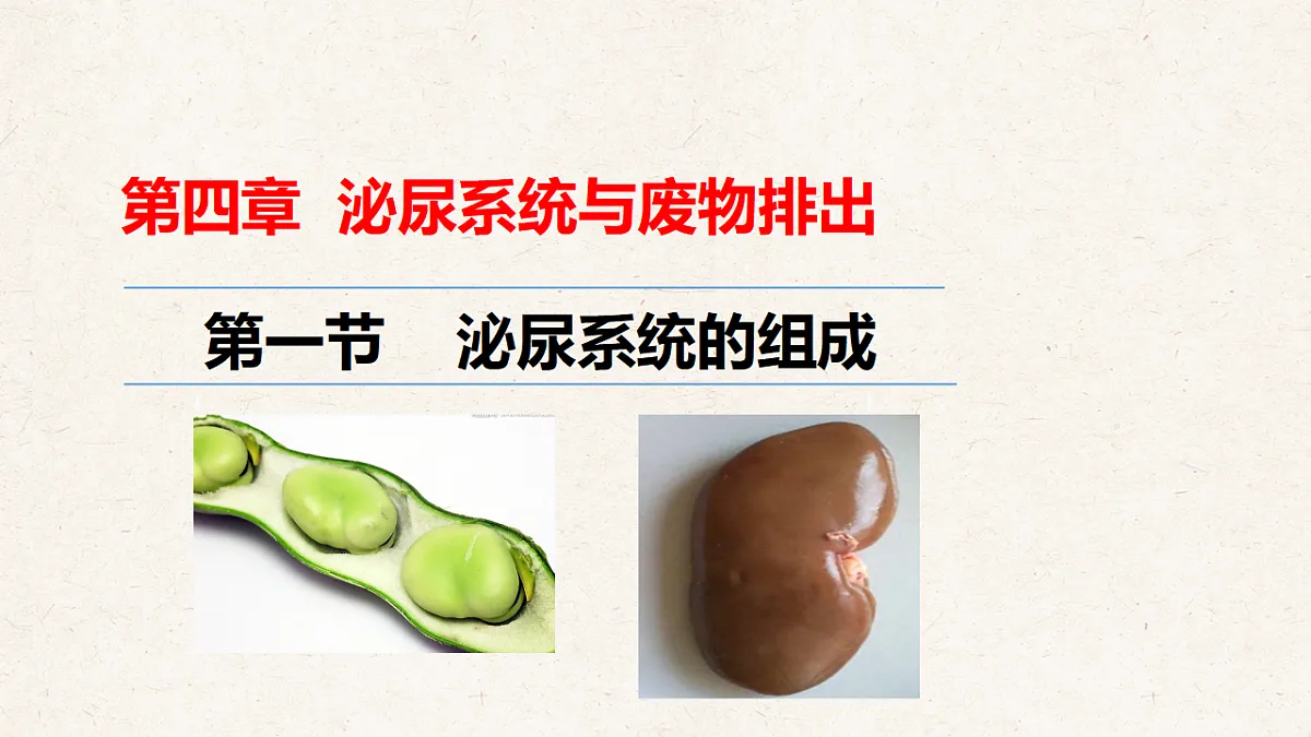 冀少版七年级生物下册教学课件《4.1 泌尿系统的组成》第2页