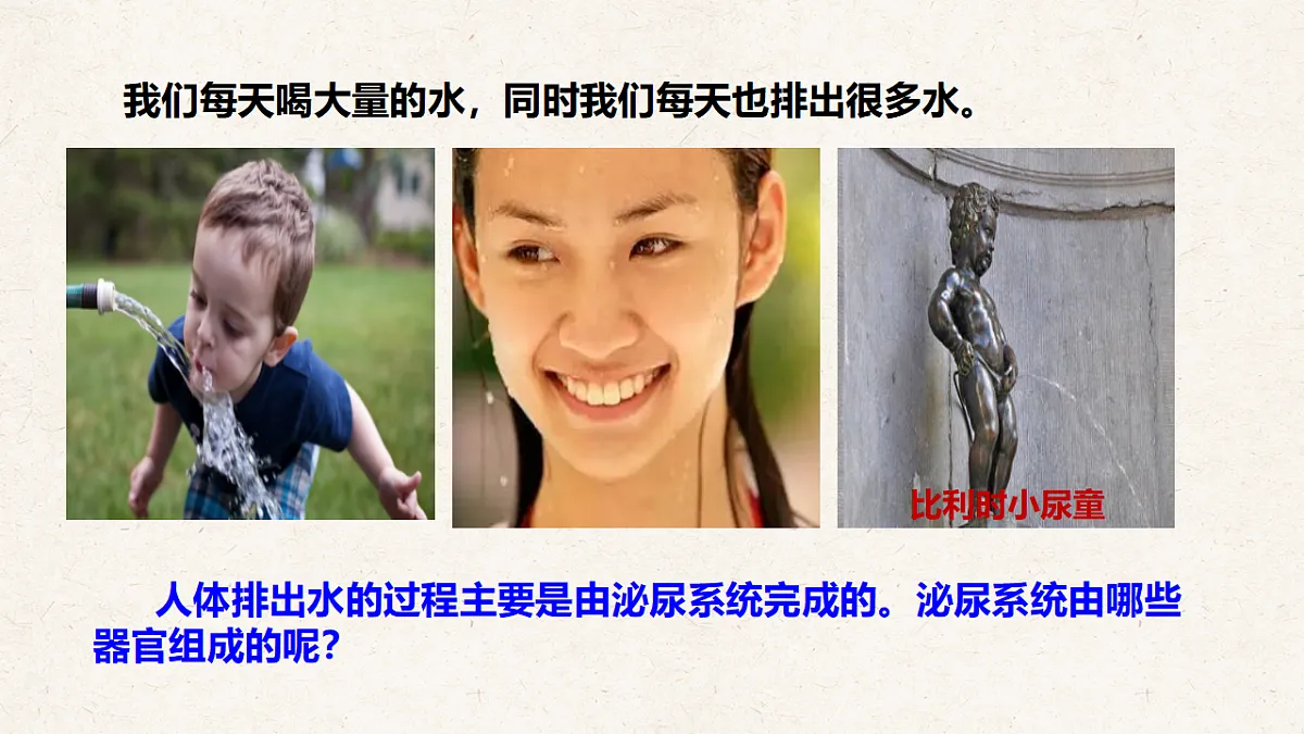 冀少版七年级生物下册教学课件《4.1 泌尿系统的组成》第3页