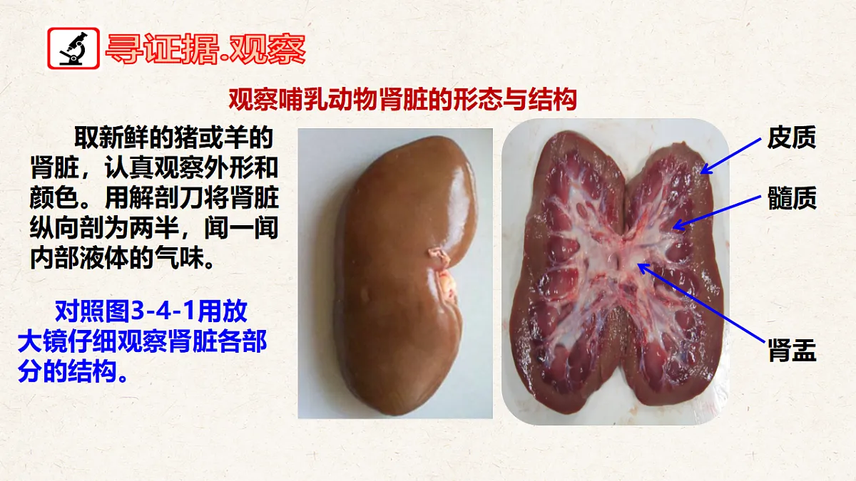 冀少版七年级生物下册教学课件《4.1 泌尿系统的组成》第4页