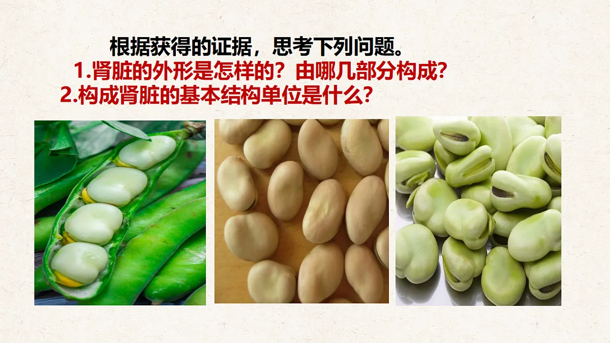 冀少版七年级生物下册教学课件《4.1 泌尿系统的组成》第5页