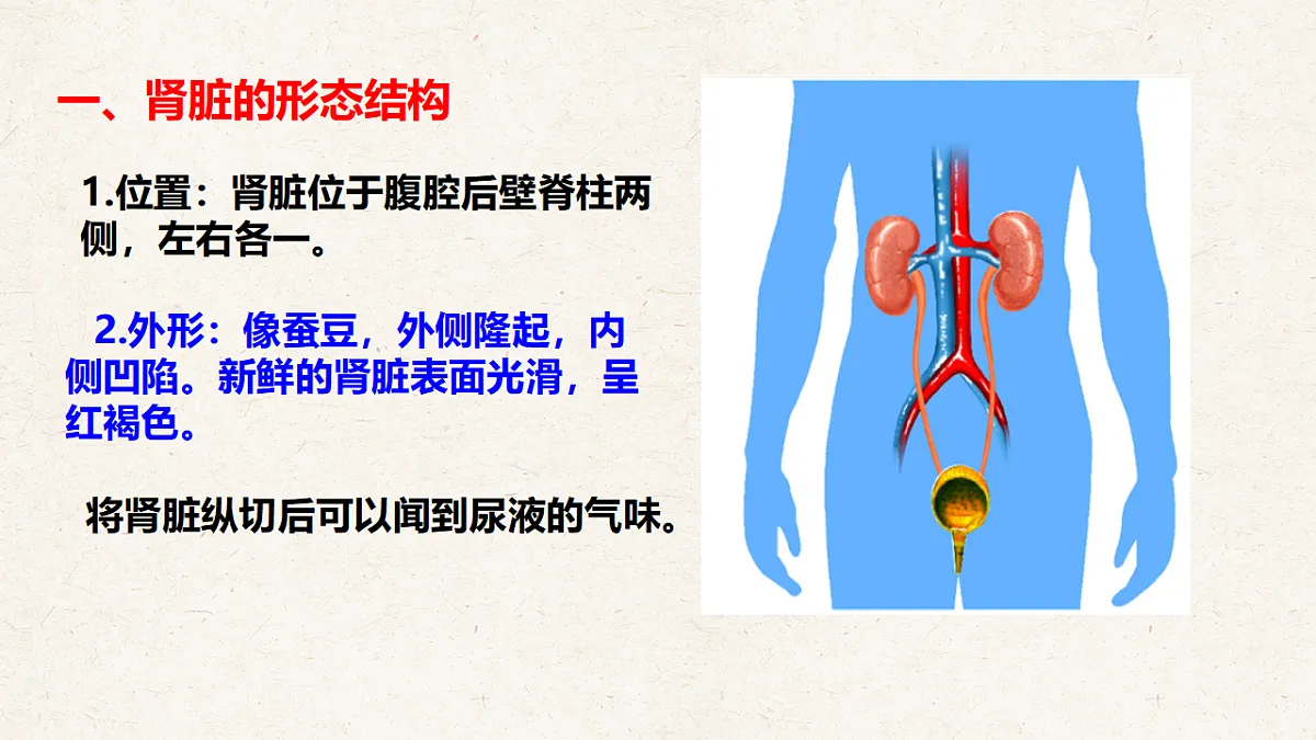 冀少版七年级生物下册教学课件《4.1 泌尿系统的组成》第6页
