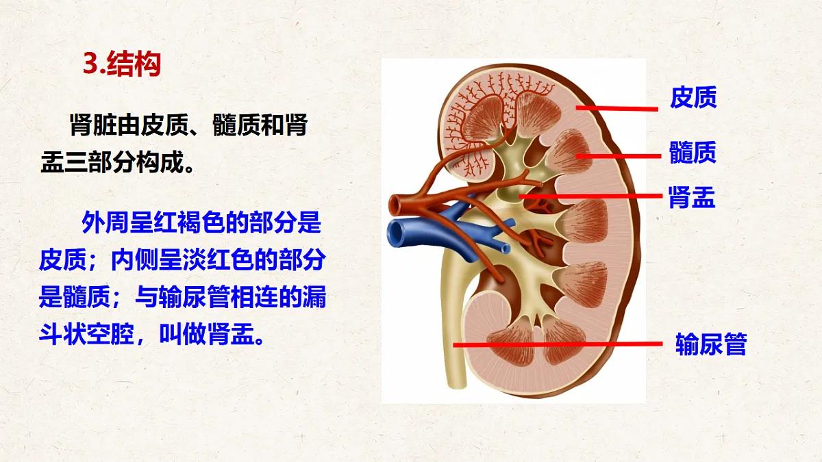 冀少版七年级生物下册教学课件《4.1 泌尿系统的组成》第7页