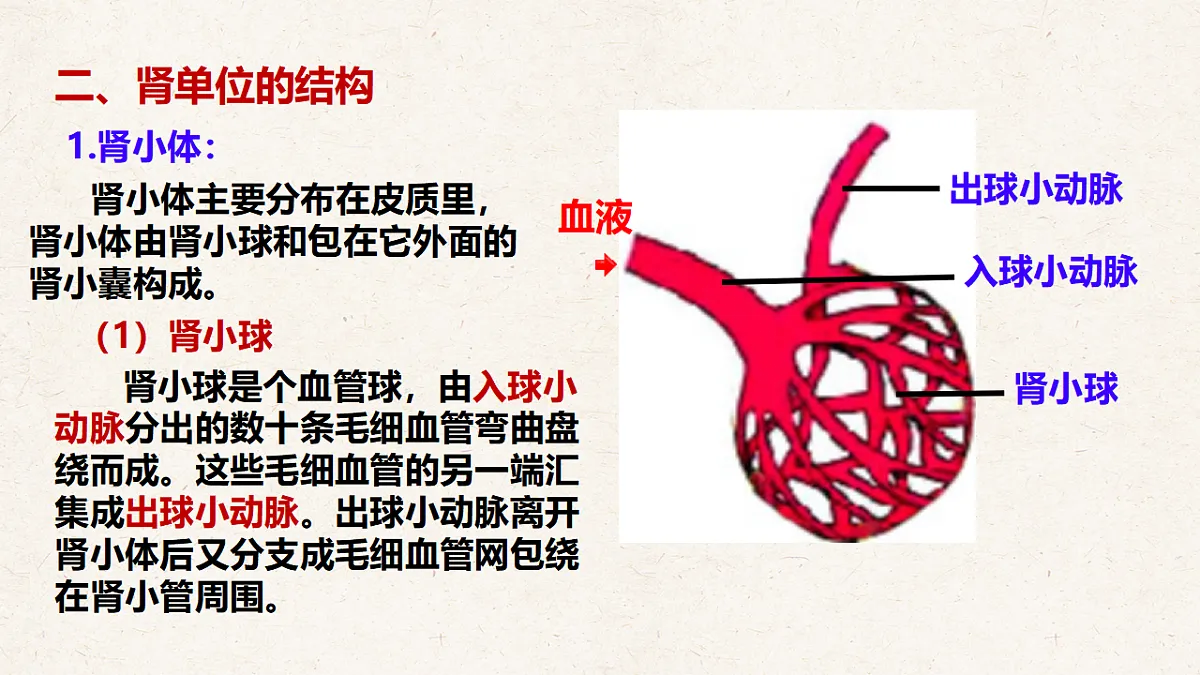 冀少版七年级生物下册教学课件《4.1 泌尿系统的组成》第8页